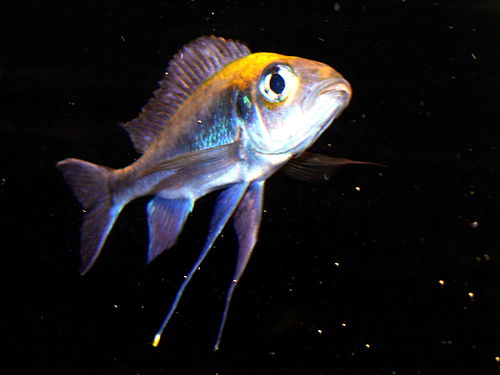 Featherfin cichlid